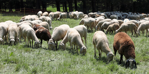 Fototapeta premium many grazing sheep in mountain