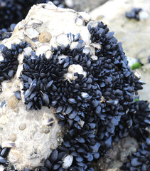 many black mussels