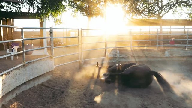 Close up shooting of dark brown horse with black mane in horse pen at farm. Animal is playing, wallows in the sand. Gold rays of sunset light up beautifull stallion.