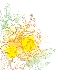 Foto auf Acrylglas Corner bouquet of outline Tecoma stans or yellow Trumpet flower bunch, bud and leaf in pastel yellow isolated on white background. © bokasana
