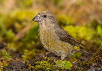 crossbill