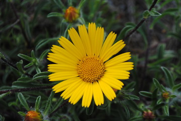 Bouton d'or