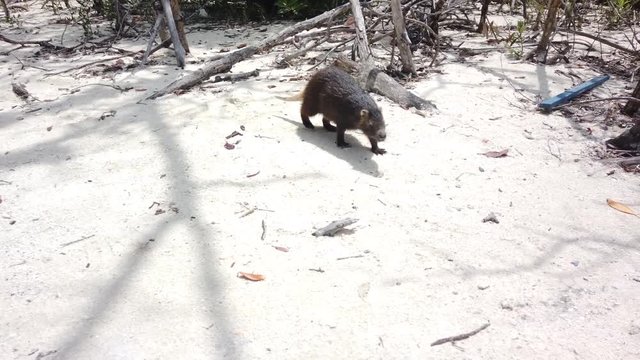 Big rat Desmarest's hutia (Capromys pilorides) Cuban Landscape In Cayo Largo, Cuba. Cuban hutia on the beach