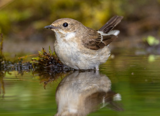 flycatcher