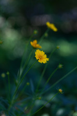 Yellow flowers of lance-leaved coreopsis (Coreopsis lanceolata) in garden. Textured