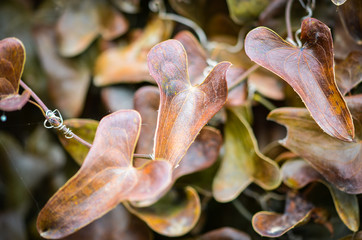 tree roots & leaves - wallpaper design