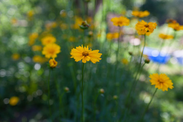 Yellow flowers of lance-leaved coreopsis (Coreopsis lanceolata) in garden. Textured