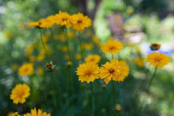 Yellow flowers of lance-leaved coreopsis (Coreopsis lanceolata) in garden. Textured