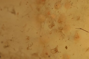 Dry spiders and cocoons in thick web