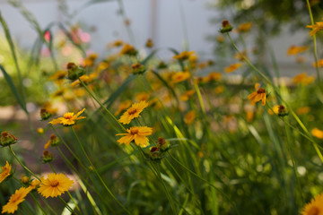 Yellow flowers of lance-leaved coreopsis (Coreopsis lanceolata) in garden. Textured