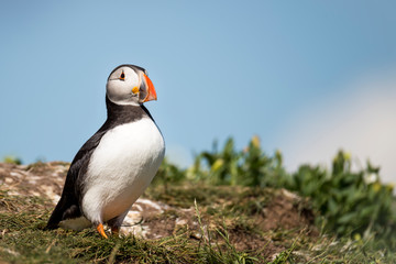 Puffin standing outside it's burrow