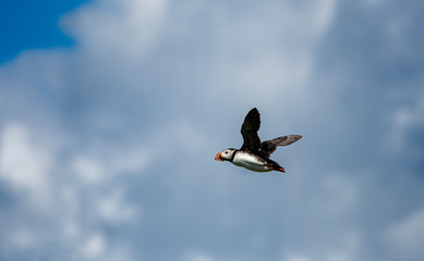 Puffin in flight