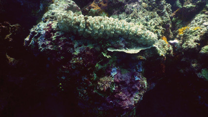 Fototapeta na wymiar sea cucumber on coral reef. Giant trepang under water. underwater world diving and snorkeling on coral reef. Hard and soft corals underwater landscape