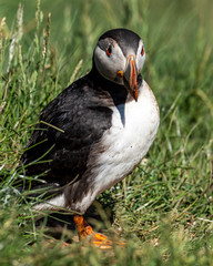 Puffin standing outside it's burrow