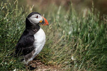 Puffin standing outside it's burrow