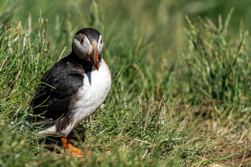 Puffin standing outside it's burrow