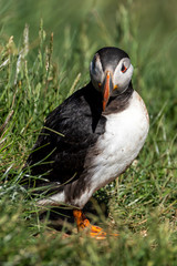Puffin standing outside it's burrow