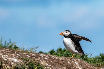 Puffin standing outside it's burrow , flapping his wings