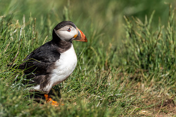 Puffin standing outside it's burrow