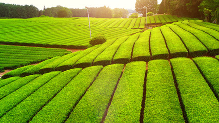 tea plantation fields, aerial view, graphic image