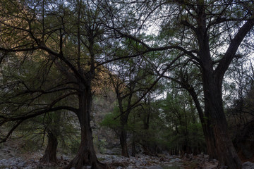 Landscape. Mystery forest.