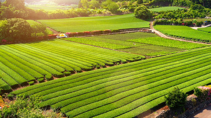 Tea plantation with path in aerial view with light, 2019