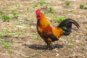 Beautiful red rooster