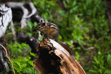 Squirrel on stump