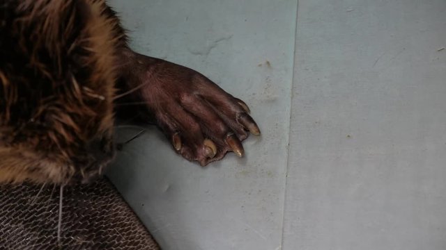 beaver paws and tail
