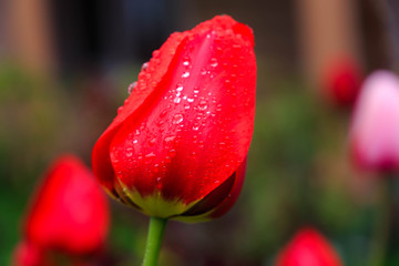 red tulip with water drops