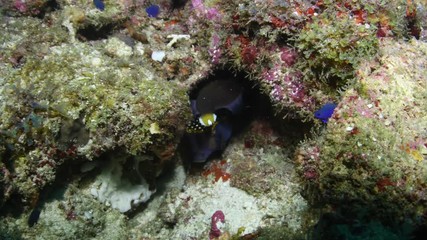 Male Spotted Boxfish, Ostracion meleagris closeup in Andaman sea