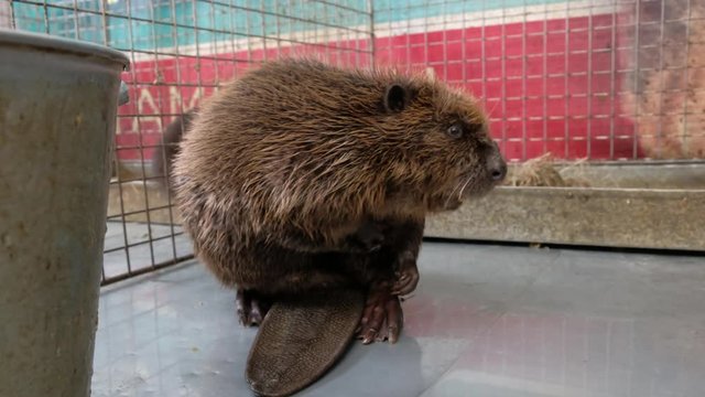 beaver in the cage