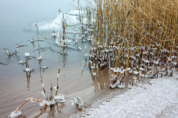 frozen sea, rushes with ice pieces, snowy shore