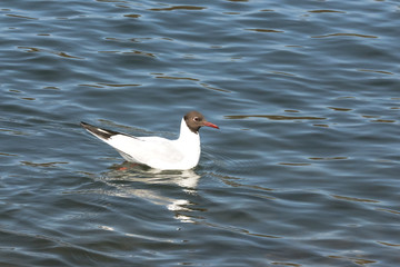 Schwimmende Lachmöwe, Larus ridibundus