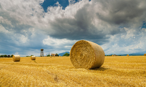 Round bale of hay
