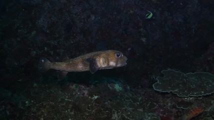 Spot fin porcupinefish, Diodon hystrix