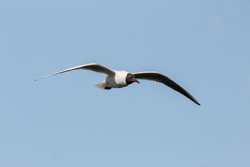 Lachmöwe im Flug, Larus ridibundus