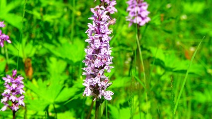 purple flowers in the garden