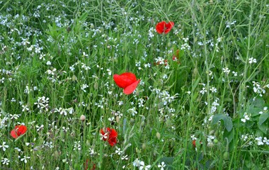 Blumenwiese