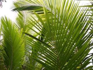 Obraz na płótnie Canvas Coconut palm foliage tree background