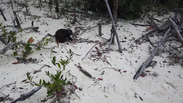 Big rat Desmarest's hutia (Capromys pilorides) Cuban Landscape In Cayo Largo, Cuba. Cuban hutia on the beach