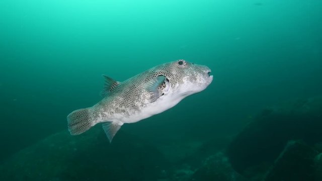Starry pufferfish, Arothron stellatus