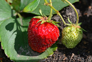 frische Erdbeeren