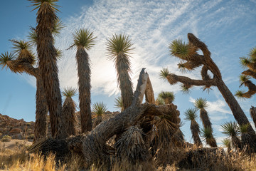 joshua tree in the desert