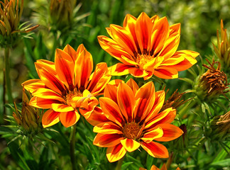 orange flower in the garden