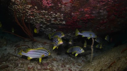 School of Oriental sweetlips, Plectorhinchus vittatus