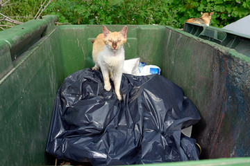 Hauskatze (Felis silvestris catus) an einer Mülltonne