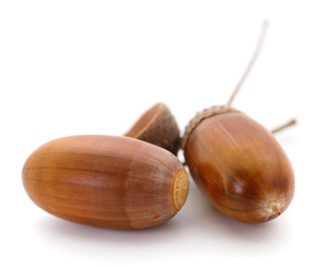 Two oak acorns.