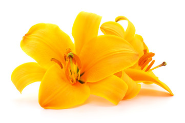 Fototapeta na wymiar Two yellow lilies.