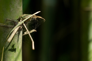 dragonfly on a leaf